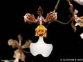 Tolumnia tetrapetalum