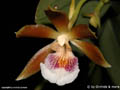 Trichocentrum fuscum