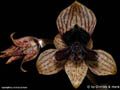 Trichoceros hirtzii