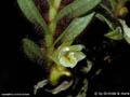 Trichotosia aporina