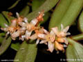 Trichotosia barbarossa