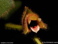 Trichotosia