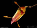 Trisetella
