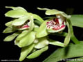 Trudelia pumila