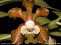 Tuberolabium rhopalorrhachis