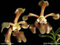 Vanda helvola