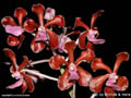 Vanda limbata