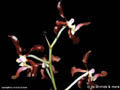 Vanda liouvillei