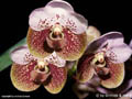 Vanda sanderiana