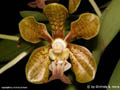 Vanda stangeana