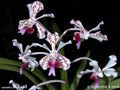 Vanda tricolor