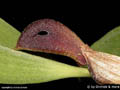 Zootrophion atropurpureum