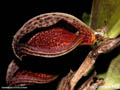 Zootrophion dayanum