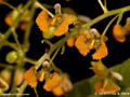 Zygostates lunata