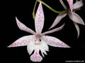 Barkeria spectabilis x Epidendrum criniferum