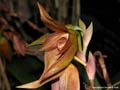 Bulbophyllum mandibulare