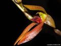 Bulbophyllum mearnsii