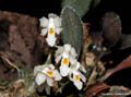 Capanemia delaidae