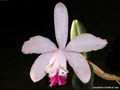 Cattleya Claesiana