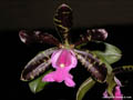 Cattleya aclandiae