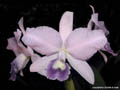 Cattleya bowringeana coerulea