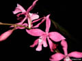 Cochlioda beyrodtiana