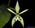 Coelogyne brachyptera