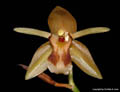 Coelogyne quinquelamellata