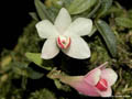 Dendrobium cuthbertsonii weiss