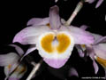 Dendrobium gratiosissimum