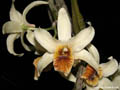 Dendrobium heterocarpum Indien