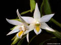 Dendrobium sutepense