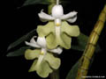 Dendrobium uniflorum