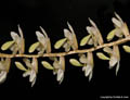 Dendrochilum