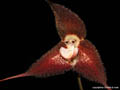 Dracula terbochii