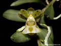 Gastrochilus distichus