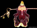 Hispaniella henekenii