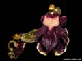 Hispaniella henekenii