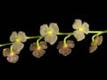 stelis spec