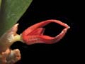 pleurothallis tribuloides