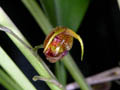 scaphosepalum