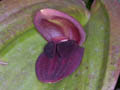 pleurothallis gargantua