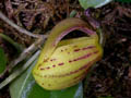 zootrophion flava
