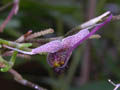 scaphosepalum