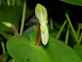 pleurothallis