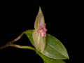 lepanthes spec