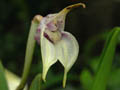 masdevallia coriacea