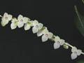 stelis spec
