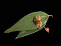 lepanthes spec