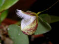 pleurothallia cypripedioides